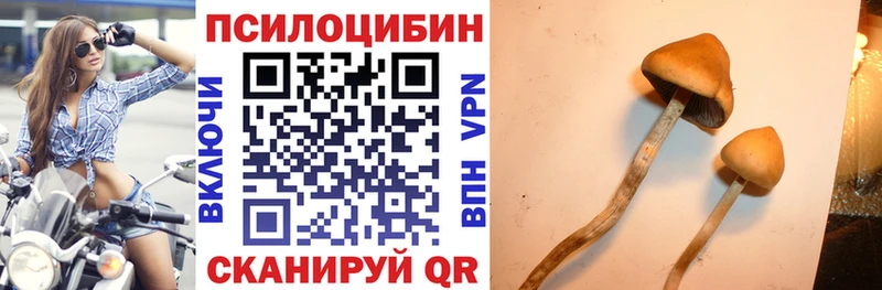 Псилоцибиновые грибы Psilocybe  где найти   Невинномысск 